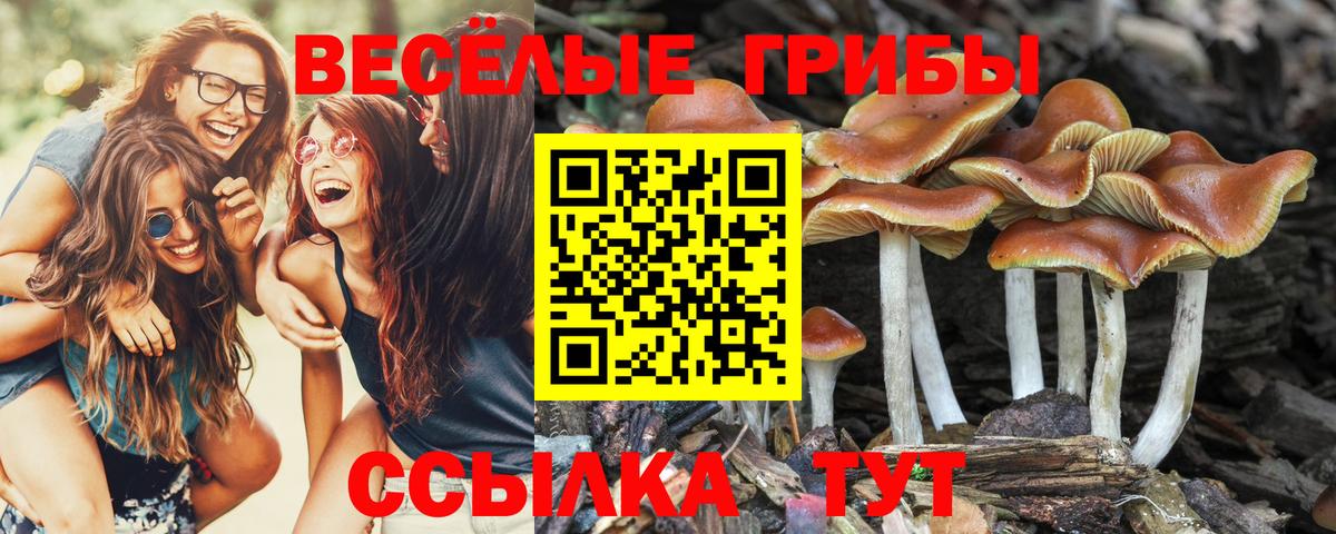 Псилоцибиновые грибы Cubensis Сыктывкар